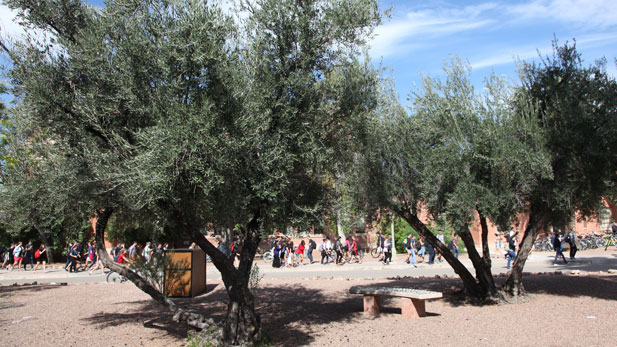 The University of Arizona's main campus has hundreds of fruit-bearing plants including these olive trees.