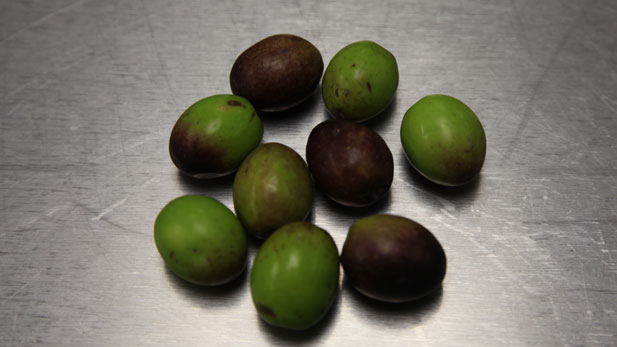 Good Olives Alone Spotlight