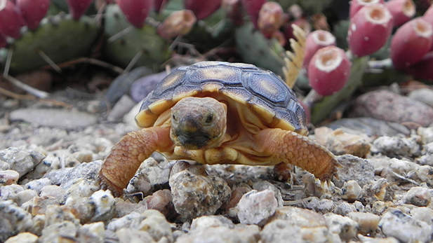 A baby Sonoran desert tortoise.