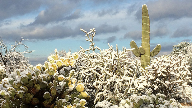 Snow collects on cactus on Tucson's northwest side.