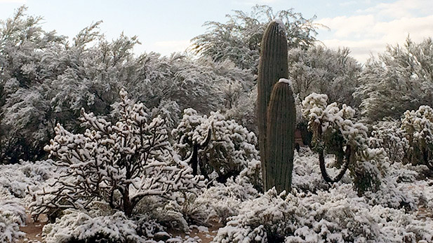 Snow collects on cactus on Tucson's northwest side.