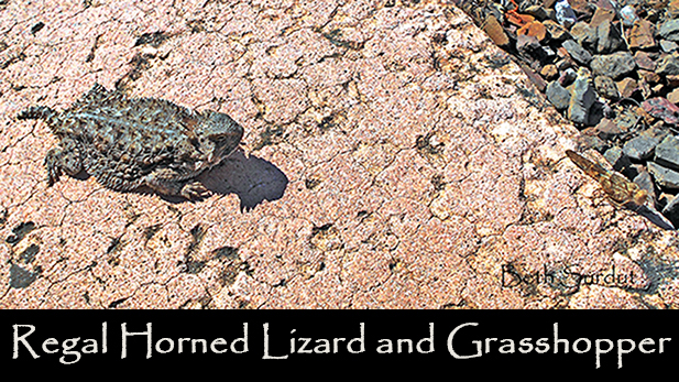 regal horned lizard spotlight