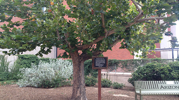 An American sycamore tree that grew from seeds flown to the Moon on Apollo 14 has stood next to the University of Arizona's Kuiper Space Sciences Building since April 1976.