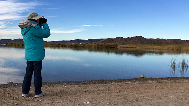 Nancy Meister, president of the Yuma Audubon Society, leads a Christmas Bird Count team near Imperial Dam.