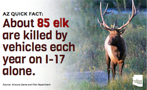 Elk road kill graphic focus large