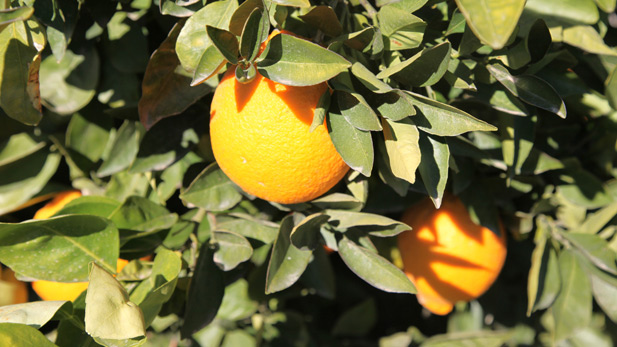Oranges glow in the Arizona sunshine.
