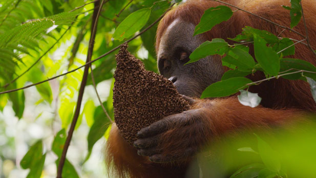 orangutan_eden_eating_spot