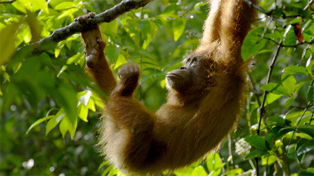 Udin, an orphan orangutan, explores the forest shortly after his release into the Jantho Nature Reserve.