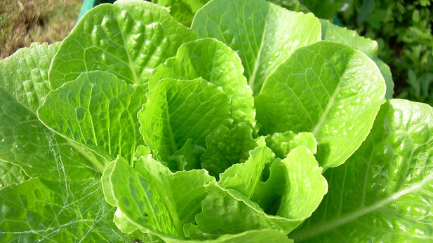 Fresh Lettuce, Vegetables, Farming