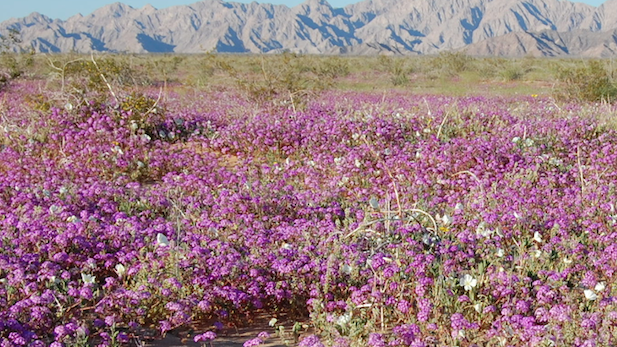 Wildflowers