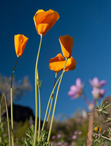 Wildflowers Picacho