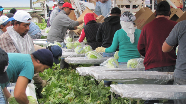 Field workers harvest lettuce in Yuma, February 2015.