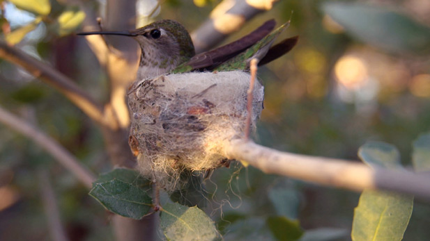 A broad-tailed hummingbird in Arizona sits in the nest she built