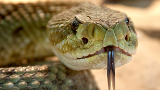 Rattlesnake