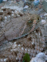 Rattlesnake Portrait