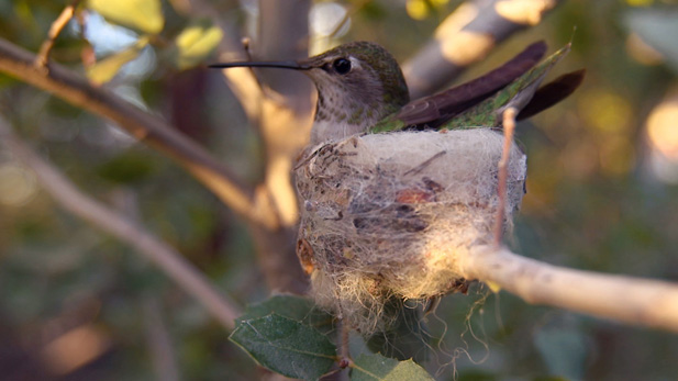 A broad-tailed hummingbird in Arizona sits in the nest she built.