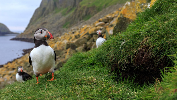 nature_animal_cities_puffin_spot