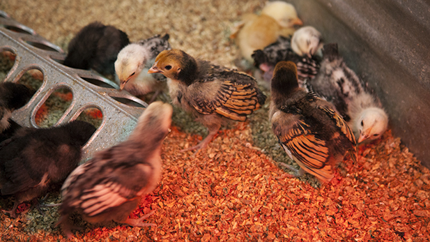 Baby chickens are pictured at the Arizona Feeds Country Store in South Tucson on April 2, 2015. 