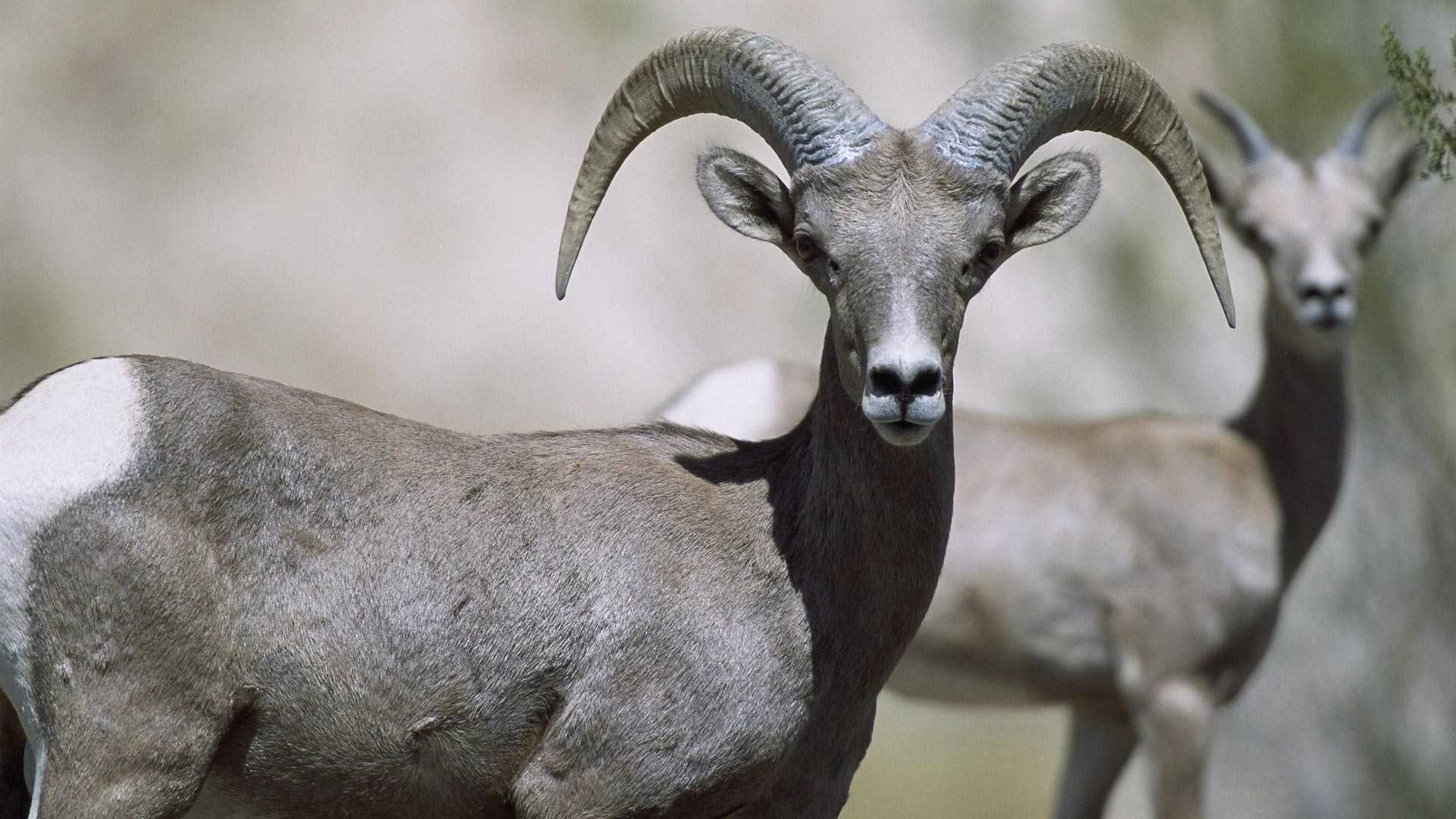 Female bighorn sheep.