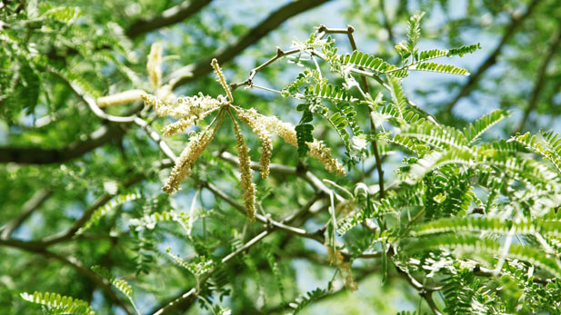 Nabhan encourages using local food sources such as mesquite trees in the Sonoran desert.