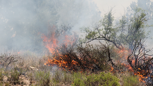 'Fire does have a role in natural landscapes.' - Coronado National Forest Spokesperson Heidi Schewel