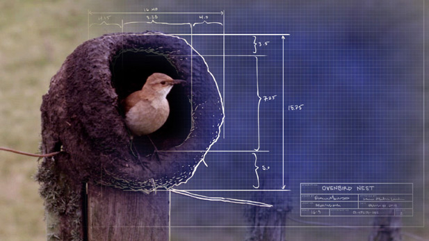 Ovenbird nest “blueprint”
