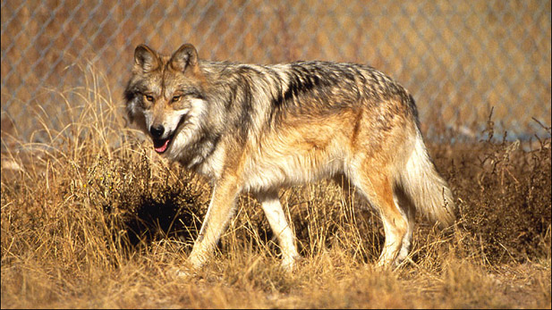 Mexican gray wolf on the hunt.