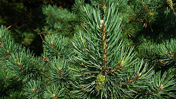 Close-up of pine tree needles.