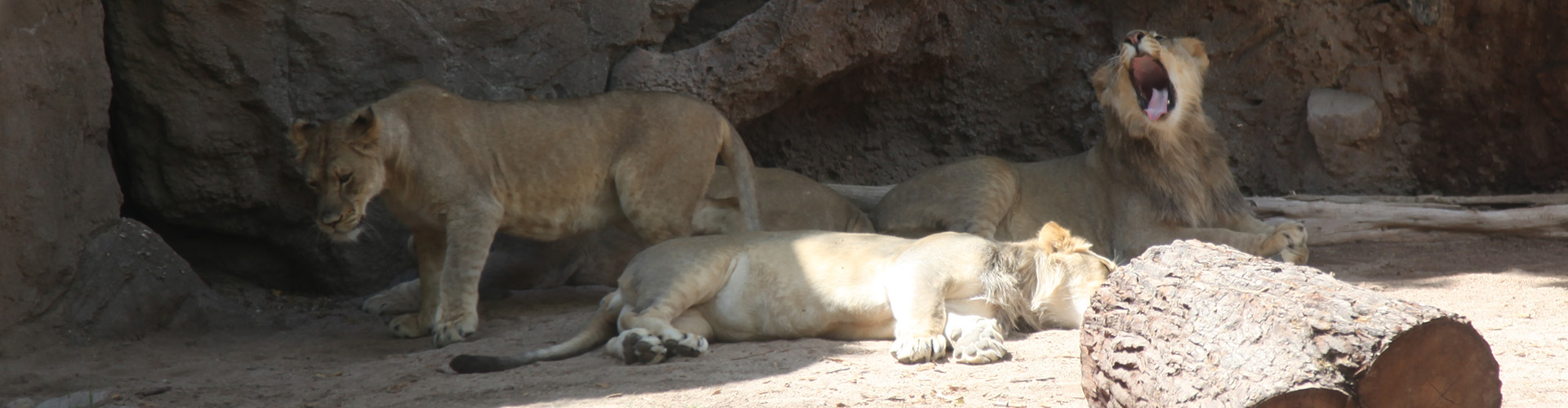 lion cubs yawn hero image