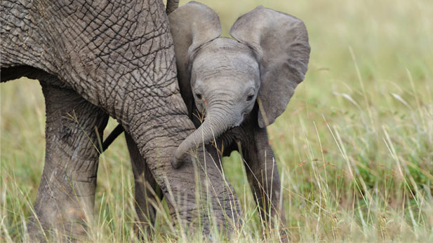 African elephant (Loxodonta Africana) baby playing with its mother.