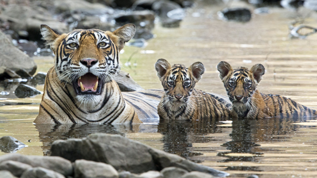 nature_animal_children_tiger_spot