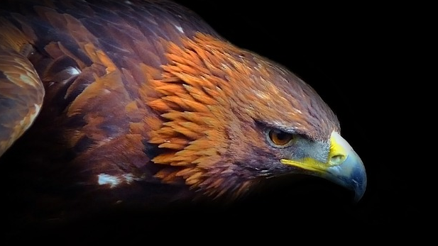 Golden eagle tail plume feather - Centralia Fur & Hide