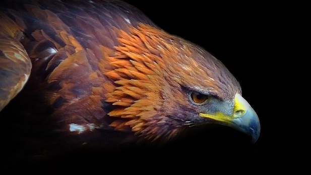 Eagle Feathers Sacred To Navajos Protected By Us Azpm