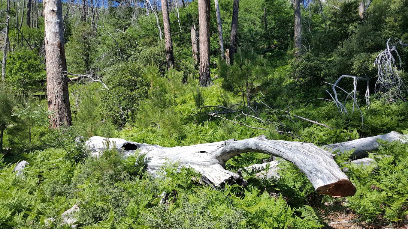 A log bleached in the sun on Mt. Lemmon, Coronado National Forest.