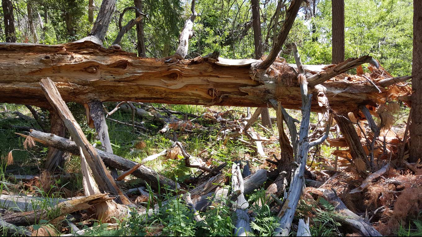 Mt. Lemmon, Catalina Mountains forest fallen log hero