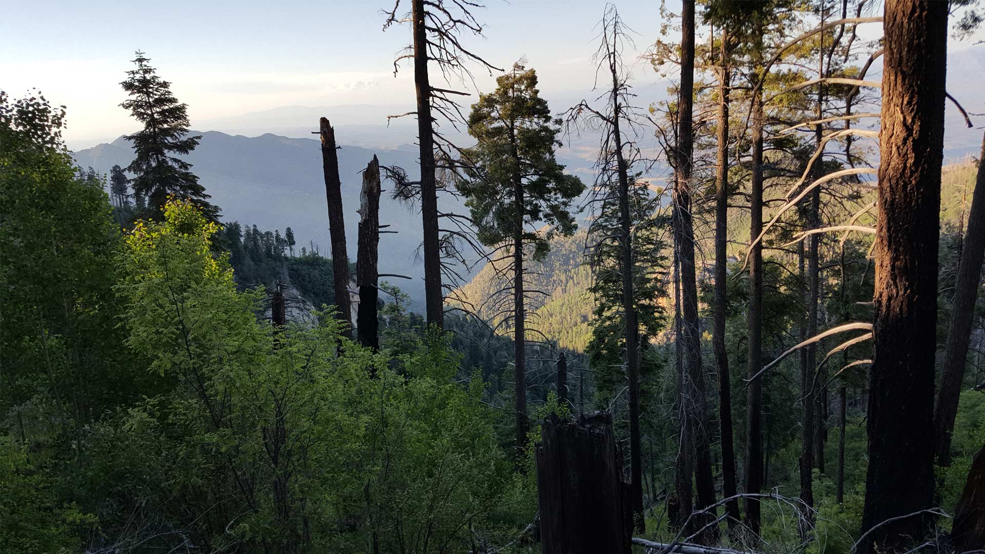 Looking down at the north slope of Mt. Bigelow in the Coronado National Forest.