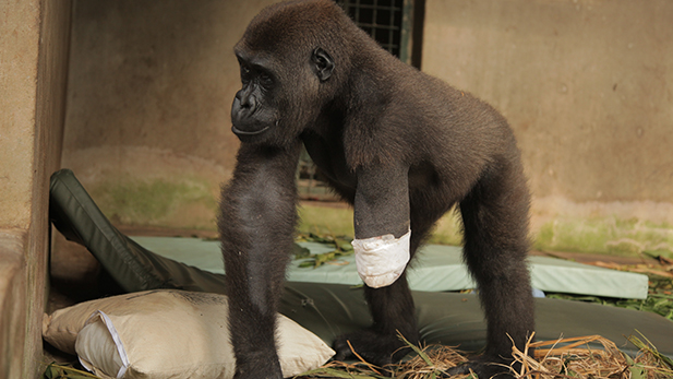 Shufai a gorilla is in recovery after the amputation of his arm. The operation was successful and he is looking forward to a pain free life back with the rest of his troop.