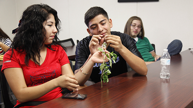 Jacqueline Avila Robledo,18,  and Fernando Mancilla,17, sample basil flowers in their Agri-SURF class. At the end of the program they will have earned three college credits for free. 