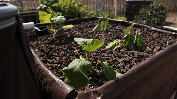 aquaponics Spot