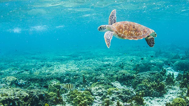 A Green Sea Turtle swimming in the Great Barrier Reef. Sea Turtles are one of Earth's most ancient creatures, having been around since the time of the dinosaurs.
