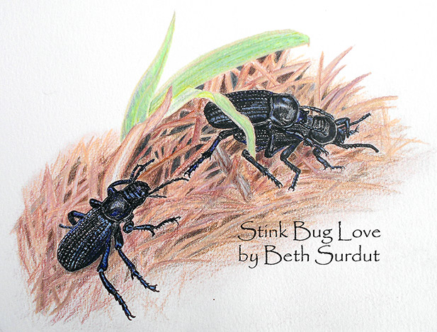 Stinkbug Love, Beth Surdut unsized