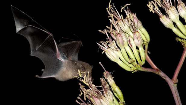 the reason for flowers bat spotlight