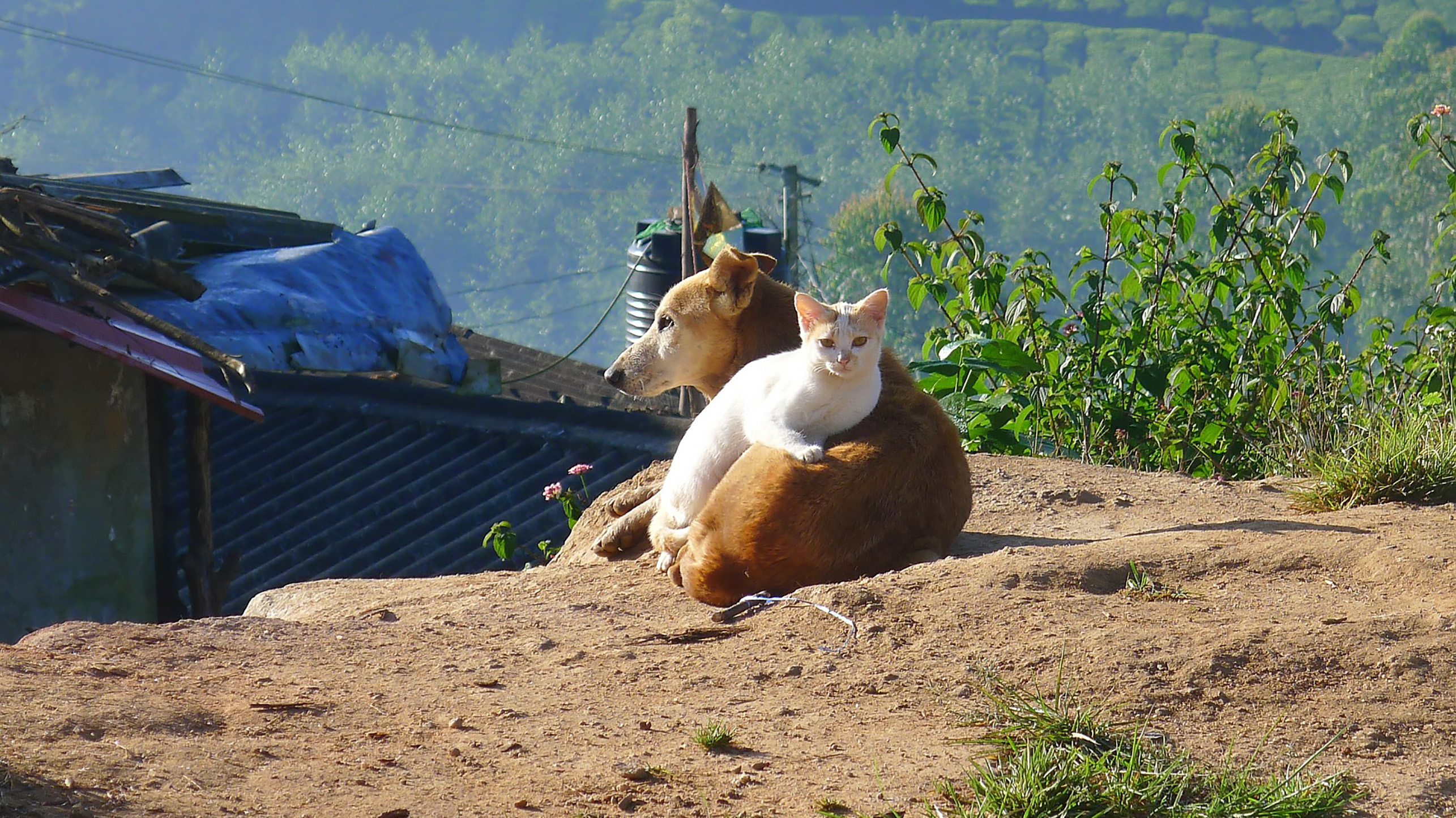 Keep pets chill during monsoon season