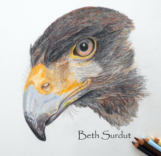 beth surdut hawk illustration