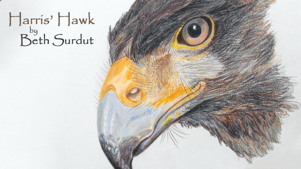 Harris Hawk Beth Surdut spot