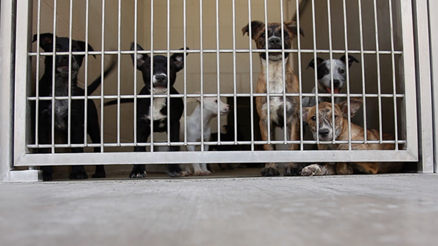 Puppies at Pima Animal Care Center July 8, 2015.