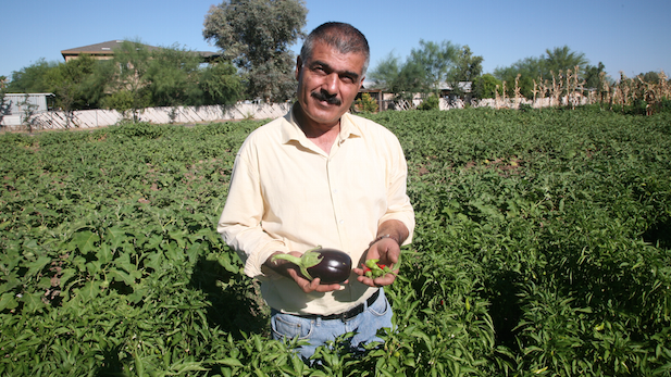 Iraqi refugee Hussein Alhamka, who with his wife Shreena and their 12 children, grow more than 20 types of fruits and vegetables for sale.