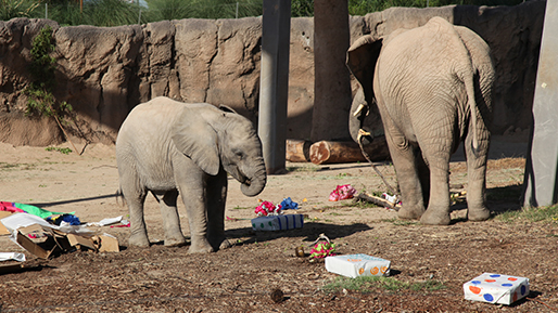Reid Park Zoo's Nandi explores her gifts - treat-filled boxes - for her birthday, Aug. 20, 2015.