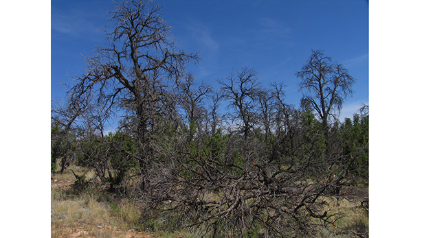 Dead pinyon trees, with smaller surviving one-seed juniper, in the Jemez Mountains of New Mexico.