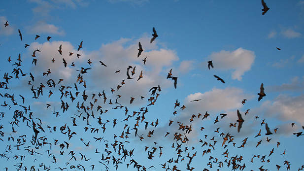 Bats in flight